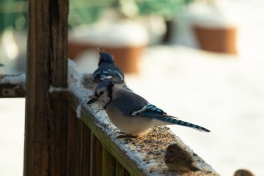 Bu iki mavi alakarga güvertenin ahşap korkuluklarında kuş yemi arıyorlardı. Bu güzel korvidler mavi ve siyah tüyleriyle oldukça renklidir. Beyaz kar her yerde..