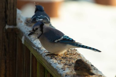 Bu iki mavi alakarga güvertenin ahşap korkuluklarında kuş yemi arıyorlardı. Bu güzel korvidler mavi ve siyah tüyleriyle oldukça renklidir. Beyaz kar her yerde..