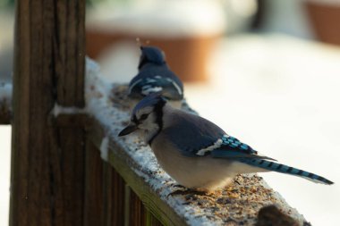 Bu iki mavi alakarga güvertenin ahşap korkuluklarında kuş yemi arıyorlardı. Bu güzel korvidler mavi ve siyah tüyleriyle oldukça renklidir. Beyaz kar her yerde..