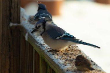 Bu iki mavi alakarga güvertenin ahşap korkuluklarında kuş yemi arıyorlardı. Bu güzel korvidler mavi ve siyah tüyleriyle oldukça renklidir. Beyaz kar her yerde..