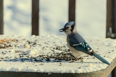 Mavi bir alakarga yemek için beyaz bir sahneye çıktı. Bu güzel kuş, her tarafında kuş yemi olan karların içinde. Corvid 'in oldukça mavi, beyaz ve siyah renkli tüyleri var..