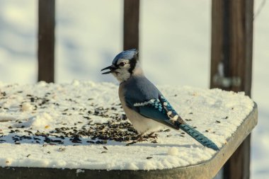 Mavi bir alakarga yemek için beyaz bir sahneye çıktı. Bu güzel kuş, her tarafında kuş yemi olan karların içinde. Corvid 'in oldukça mavi, beyaz ve siyah renkli tüyleri var..