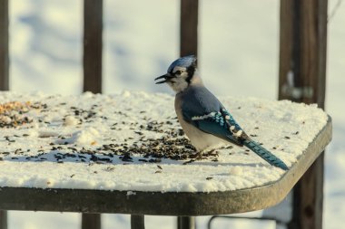 Mavi bir alakarga yemek için beyaz bir sahneye çıktı. Bu güzel kuş, her tarafında kuş yemi olan karların içinde. Corvid 'in oldukça mavi, beyaz ve siyah renkli tüyleri var..