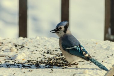 Mavi bir alakarga yemek için beyaz bir sahneye çıktı. Bu güzel kuş, her tarafında kuş yemi olan karların içinde. Corvid 'in oldukça mavi, beyaz ve siyah renkli tüyleri var..