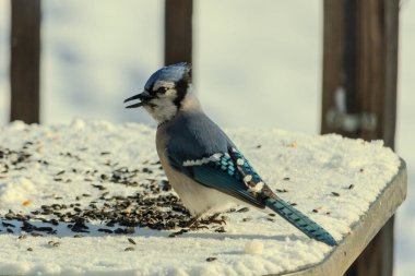 Mavi bir alakarga yemek için beyaz bir sahneye çıktı. Bu güzel kuş, her tarafında kuş yemi olan karların içinde. Corvid 'in oldukça mavi, beyaz ve siyah renkli tüyleri var..