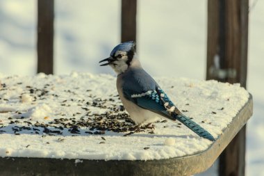 Mavi bir alakarga yemek için beyaz bir sahneye çıktı. Bu güzel kuş, her tarafında kuş yemi olan karların içinde. Corvid 'in oldukça mavi, beyaz ve siyah renkli tüyleri var..