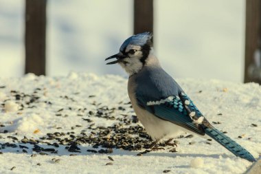 Mavi bir alakarga yemek için beyaz bir sahneye çıktı. Bu güzel kuş, her tarafında kuş yemi olan karların içinde. Corvid 'in oldukça mavi, beyaz ve siyah renkli tüyleri var..