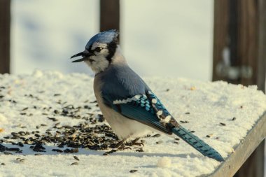 Mavi bir alakarga yemek için beyaz bir sahneye çıktı. Bu güzel kuş, her tarafında kuş yemi olan karların içinde. Corvid 'in oldukça mavi, beyaz ve siyah renkli tüyleri var..