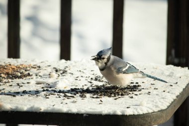 Mavi bir alakarga yemek için beyaz bir sahneye çıktı. Bu güzel kuş, her tarafında kuş yemi olan karların içinde. Corvid 'in oldukça mavi, beyaz ve siyah renkli tüyleri var..