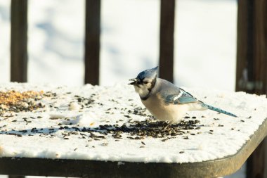 Mavi bir alakarga yemek için beyaz bir sahneye çıktı. Bu güzel kuş, her tarafında kuş yemi olan karların içinde. Corvid 'in oldukça mavi, beyaz ve siyah renkli tüyleri var..