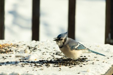 Mavi bir alakarga yemek için beyaz bir sahneye çıktı. Bu güzel kuş, her tarafında kuş yemi olan karların içinde. Corvid 'in oldukça mavi, beyaz ve siyah renkli tüyleri var..