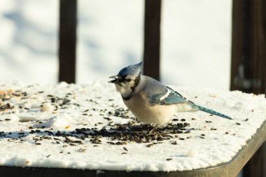 Mavi bir alakarga yemek için beyaz bir sahneye çıktı. Bu güzel kuş, her tarafında kuş yemi olan karların içinde. Corvid 'in oldukça mavi, beyaz ve siyah renkli tüyleri var..