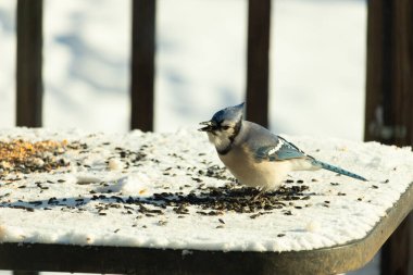 Mavi bir alakarga yemek için beyaz bir sahneye çıktı. Bu güzel kuş, her tarafında kuş yemi olan karların içinde. Corvid 'in oldukça mavi, beyaz ve siyah renkli tüyleri var..