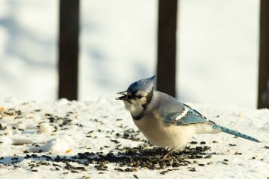 Mavi bir alakarga yemek için beyaz bir sahneye çıktı. Bu güzel kuş, her tarafında kuş yemi olan karların içinde. Corvid 'in oldukça mavi, beyaz ve siyah renkli tüyleri var..