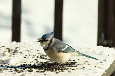 Mavi bir alakarga yemek için beyaz bir sahneye çıktı. Bu güzel kuş, her tarafında kuş yemi olan karların içinde. Corvid 'in oldukça mavi, beyaz ve siyah renkli tüyleri var..