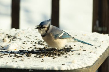 Mavi bir alakarga yemek için beyaz bir sahneye çıktı. Bu güzel kuş, her tarafında kuş yemi olan karların içinde. Corvid 'in oldukça mavi, beyaz ve siyah renkli tüyleri var..