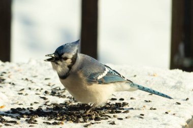 Mavi bir alakarga yemek için beyaz bir sahneye çıktı. Bu güzel kuş, her tarafında kuş yemi olan karların içinde. Corvid 'in oldukça mavi, beyaz ve siyah renkli tüyleri var..