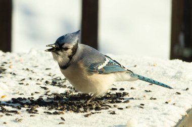Mavi bir alakarga yemek için beyaz bir sahneye çıktı. Bu güzel kuş, her tarafında kuş yemi olan karların içinde. Corvid 'in oldukça mavi, beyaz ve siyah renkli tüyleri var..