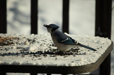Mavi bir alakarga yemek için beyaz bir sahneye çıktı. Bu güzel kuş, her tarafında kuş yemi olan karların içinde. Corvid 'in oldukça mavi, beyaz ve siyah renkli tüyleri var..