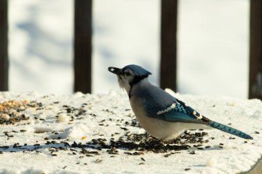 Mavi bir alakarga yemek için beyaz bir sahneye çıktı. Bu güzel kuş, her tarafında kuş yemi olan karların içinde. Corvid 'in oldukça mavi, beyaz ve siyah renkli tüyleri var..
