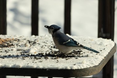 Mavi bir alakarga yemek için beyaz bir sahneye çıktı. Bu güzel kuş, her tarafında kuş yemi olan karların içinde. Corvid 'in oldukça mavi, beyaz ve siyah renkli tüyleri var..