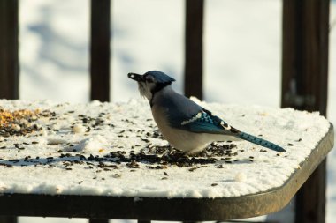 Mavi bir alakarga yemek için beyaz bir sahneye çıktı. Bu güzel kuş, her tarafında kuş yemi olan karların içinde. Corvid 'in oldukça mavi, beyaz ve siyah renkli tüyleri var..