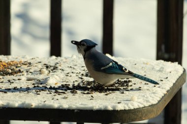 Mavi bir alakarga yemek için beyaz bir sahneye çıktı. Bu güzel kuş, her tarafında kuş yemi olan karların içinde. Corvid 'in oldukça mavi, beyaz ve siyah renkli tüyleri var..