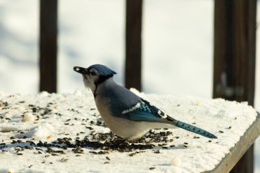 Mavi bir alakarga yemek için beyaz bir sahneye çıktı. Bu güzel kuş, her tarafında kuş yemi olan karların içinde. Corvid 'in oldukça mavi, beyaz ve siyah renkli tüyleri var..