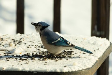 Mavi bir alakarga yemek için beyaz bir sahneye çıktı. Bu güzel kuş, her tarafında kuş yemi olan karların içinde. Corvid 'in oldukça mavi, beyaz ve siyah renkli tüyleri var..