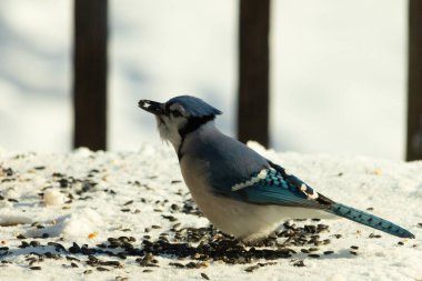 Mavi bir alakarga yemek için beyaz bir sahneye çıktı. Bu güzel kuş, her tarafında kuş yemi olan karların içinde. Corvid 'in oldukça mavi, beyaz ve siyah renkli tüyleri var..