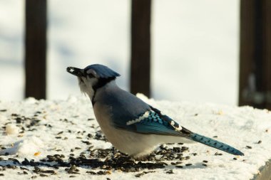 Mavi bir alakarga yemek için beyaz bir sahneye çıktı. Bu güzel kuş, her tarafında kuş yemi olan karların içinde. Corvid 'in oldukça mavi, beyaz ve siyah renkli tüyleri var..