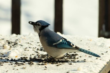 Mavi bir alakarga yemek için beyaz bir sahneye çıktı. Bu güzel kuş, her tarafında kuş yemi olan karların içinde. Corvid 'in oldukça mavi, beyaz ve siyah renkli tüyleri var..