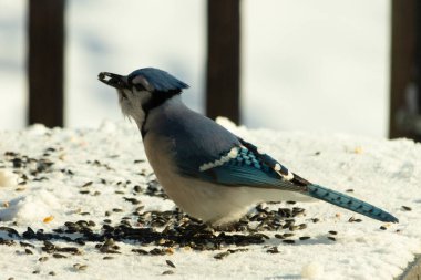 Mavi bir alakarga yemek için beyaz bir sahneye çıktı. Bu güzel kuş, her tarafında kuş yemi olan karların içinde. Corvid 'in oldukça mavi, beyaz ve siyah renkli tüyleri var..
