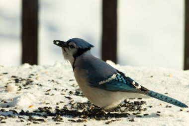 Mavi bir alakarga yemek için beyaz bir sahneye çıktı. Bu güzel kuş, her tarafında kuş yemi olan karların içinde. Corvid 'in oldukça mavi, beyaz ve siyah renkli tüyleri var..