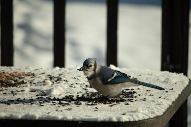Mavi bir alakarga yemek için beyaz bir sahneye çıktı. Bu güzel kuş, her tarafında kuş yemi olan karların içinde. Corvid 'in oldukça mavi, beyaz ve siyah renkli tüyleri var..
