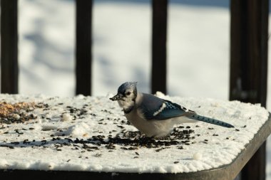 Mavi bir alakarga yemek için beyaz bir sahneye çıktı. Bu güzel kuş, her tarafında kuş yemi olan karların içinde. Corvid 'in oldukça mavi, beyaz ve siyah renkli tüyleri var..