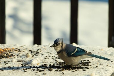 Mavi bir alakarga yemek için beyaz bir sahneye çıktı. Bu güzel kuş, her tarafında kuş yemi olan karların içinde. Corvid 'in oldukça mavi, beyaz ve siyah renkli tüyleri var..