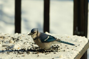 Mavi bir alakarga yemek için beyaz bir sahneye çıktı. Bu güzel kuş, her tarafında kuş yemi olan karların içinde. Corvid 'in oldukça mavi, beyaz ve siyah renkli tüyleri var..