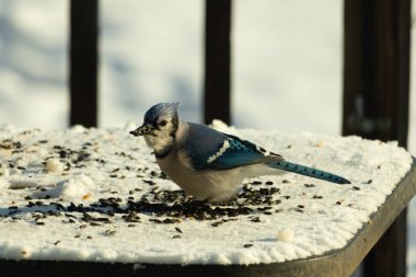 Mavi bir alakarga yemek için beyaz bir sahneye çıktı. Bu güzel kuş, her tarafında kuş yemi olan karların içinde. Corvid 'in oldukça mavi, beyaz ve siyah renkli tüyleri var..