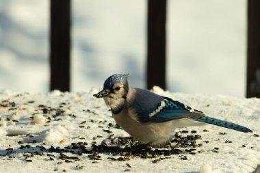 Mavi bir alakarga yemek için beyaz bir sahneye çıktı. Bu güzel kuş, her tarafında kuş yemi olan karların içinde. Corvid 'in oldukça mavi, beyaz ve siyah renkli tüyleri var..