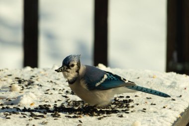 Mavi bir alakarga yemek için beyaz bir sahneye çıktı. Bu güzel kuş, her tarafında kuş yemi olan karların içinde. Corvid 'in oldukça mavi, beyaz ve siyah renkli tüyleri var..