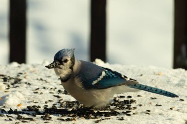 Mavi bir alakarga yemek için beyaz bir sahneye çıktı. Bu güzel kuş, her tarafında kuş yemi olan karların içinde. Corvid 'in oldukça mavi, beyaz ve siyah renkli tüyleri var..