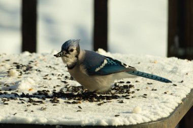 Mavi bir alakarga yemek için beyaz bir sahneye çıktı. Bu güzel kuş, her tarafında kuş yemi olan karların içinde. Corvid 'in oldukça mavi, beyaz ve siyah renkli tüyleri var..