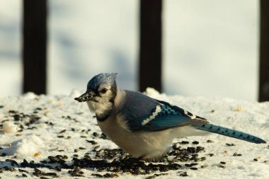 Mavi bir alakarga yemek için beyaz bir sahneye çıktı. Bu güzel kuş, her tarafında kuş yemi olan karların içinde. Corvid 'in oldukça mavi, beyaz ve siyah renkli tüyleri var..