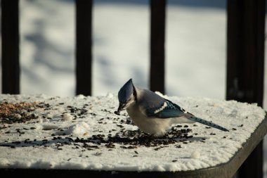 Mavi bir alakarga yemek için beyaz bir sahneye çıktı. Bu güzel kuş, her tarafında kuş yemi olan karların içinde. Corvid 'in oldukça mavi, beyaz ve siyah renkli tüyleri var..