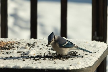 Mavi bir alakarga yemek için beyaz bir sahneye çıktı. Bu güzel kuş, her tarafında kuş yemi olan karların içinde. Corvid 'in oldukça mavi, beyaz ve siyah renkli tüyleri var..