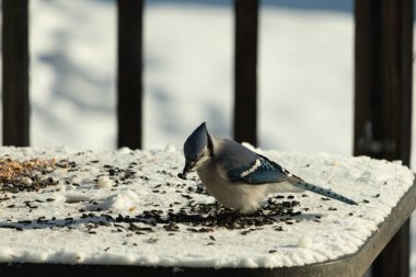 Mavi bir alakarga yemek için beyaz bir sahneye çıktı. Bu güzel kuş, her tarafında kuş yemi olan karların içinde. Corvid 'in oldukça mavi, beyaz ve siyah renkli tüyleri var..