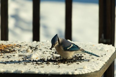 Mavi bir alakarga yemek için beyaz bir sahneye çıktı. Bu güzel kuş, her tarafında kuş yemi olan karların içinde. Corvid 'in oldukça mavi, beyaz ve siyah renkli tüyleri var..