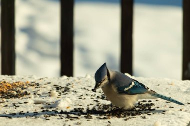 Mavi bir alakarga yemek için beyaz bir sahneye çıktı. Bu güzel kuş, her tarafında kuş yemi olan karların içinde. Corvid 'in oldukça mavi, beyaz ve siyah renkli tüyleri var..