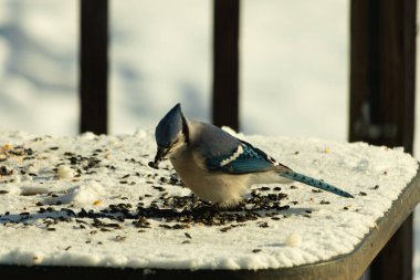 Mavi bir alakarga yemek için beyaz bir sahneye çıktı. Bu güzel kuş, her tarafında kuş yemi olan karların içinde. Corvid 'in oldukça mavi, beyaz ve siyah renkli tüyleri var..